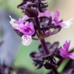 AdobeStock 1884396792.webp