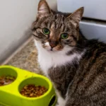 AdobeStock 241632914.webp