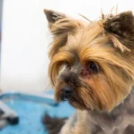 Design Sem Nome 2024 07 31T105157.022.webp