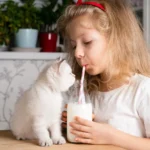 Gato Pode Tomar Leite.webp