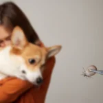 Melhor Remedio Para Carrapato Em Cachorro.webp