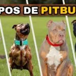 tipos de Pitbull