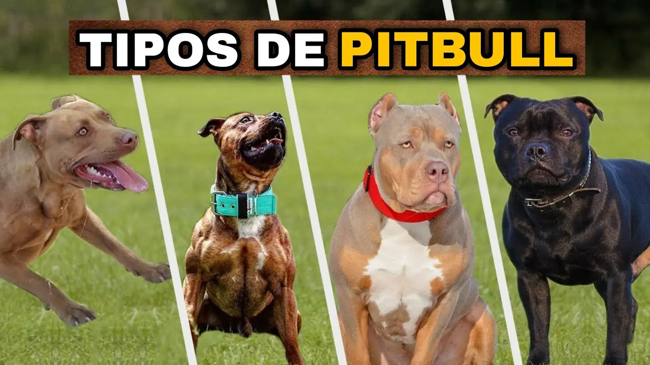 tipos de Pitbull