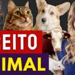 direitos dos animais