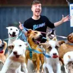adoção de cães