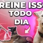 exercícios de adestramento canino