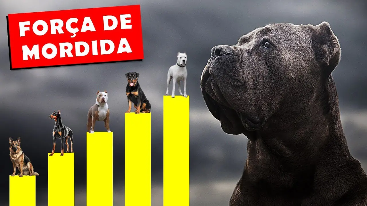 cães com mordida forte