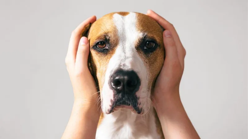 Cachorro Medo Trovao 