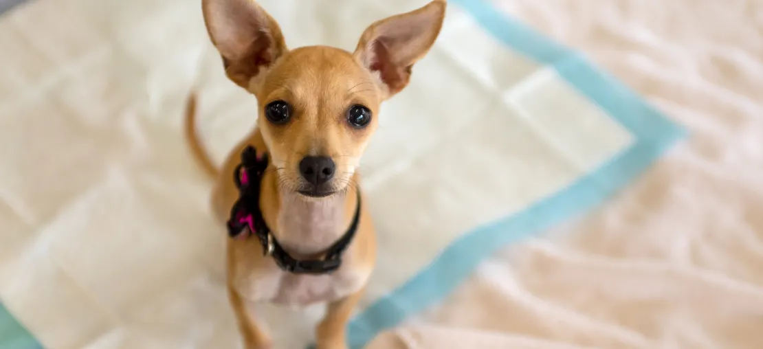 Ensinar O Cachorro A Fazer Xixi No Lugar Certo