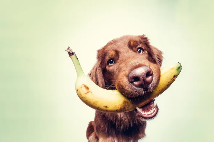 Cachorro Pode Comer Banana Topo