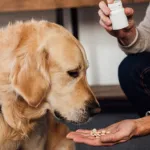 Comprimido Para Cachorro Principal